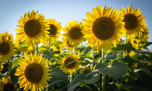 a field of blooming sunflowers