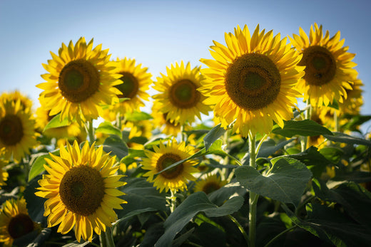 a field of blooming sunflowers