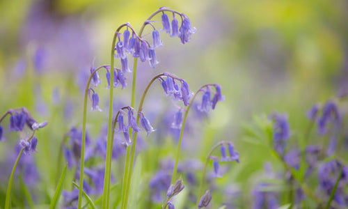 Bluebells 