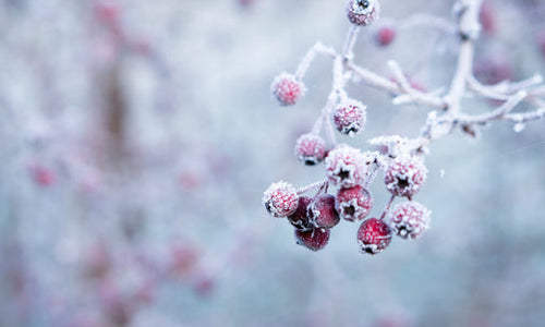 frosted branches with frosted berries