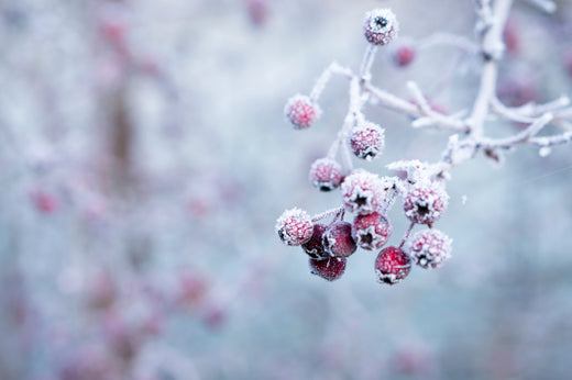 frosted branches with frosted berries