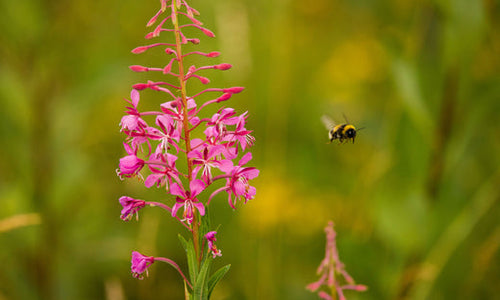 Bumble bee flying away from a pink flower