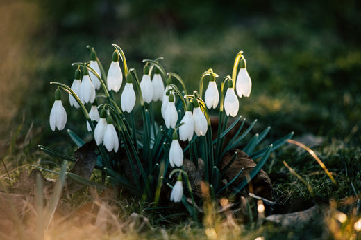 a cluster of snowdrops