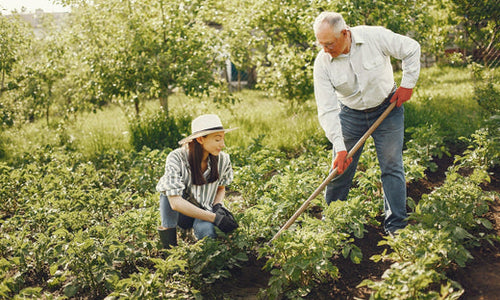 Younger woman and older man gardening together