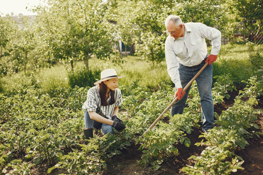 Younger woman and older man gardening together