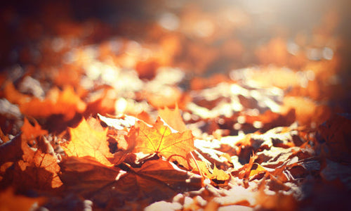 autumn leaves on the ground