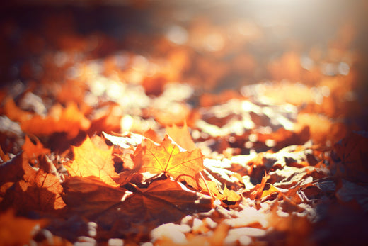 autumn leaves on the ground