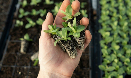 hand holding a plant