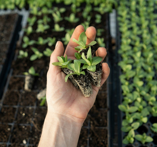 hand holding a plant