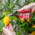 Pointed fruit pruner snipping a lemon off a tree