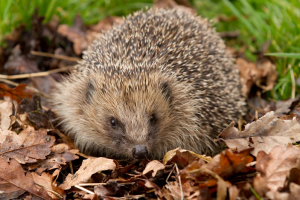 Hedgehog in garden