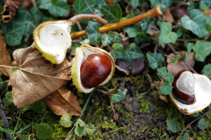 An opened horse chestnut 