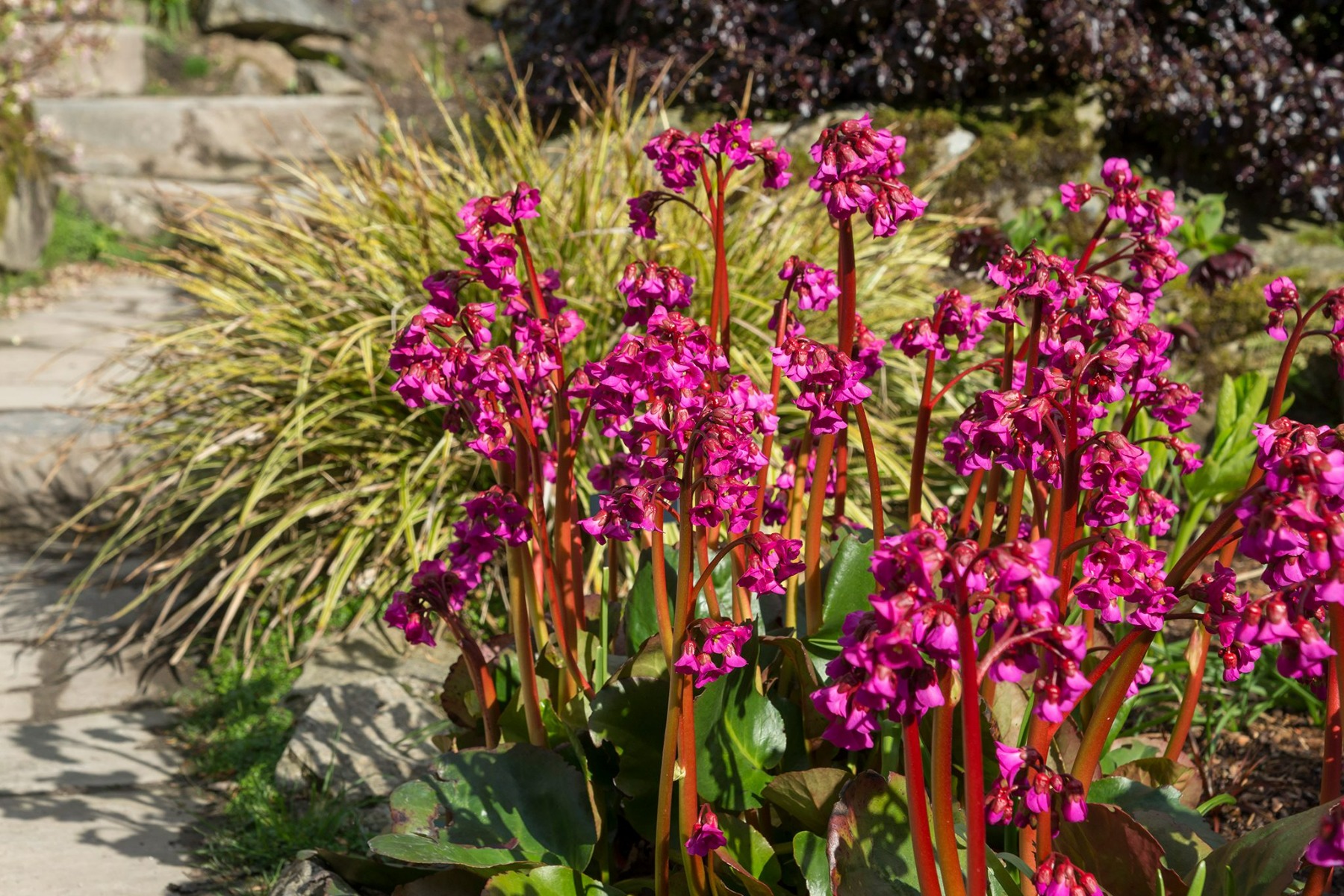 Bergenia plant