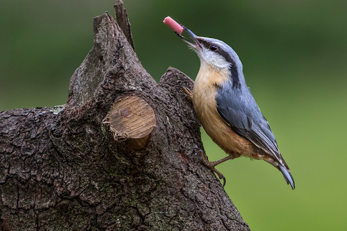 Bird on tree trunk