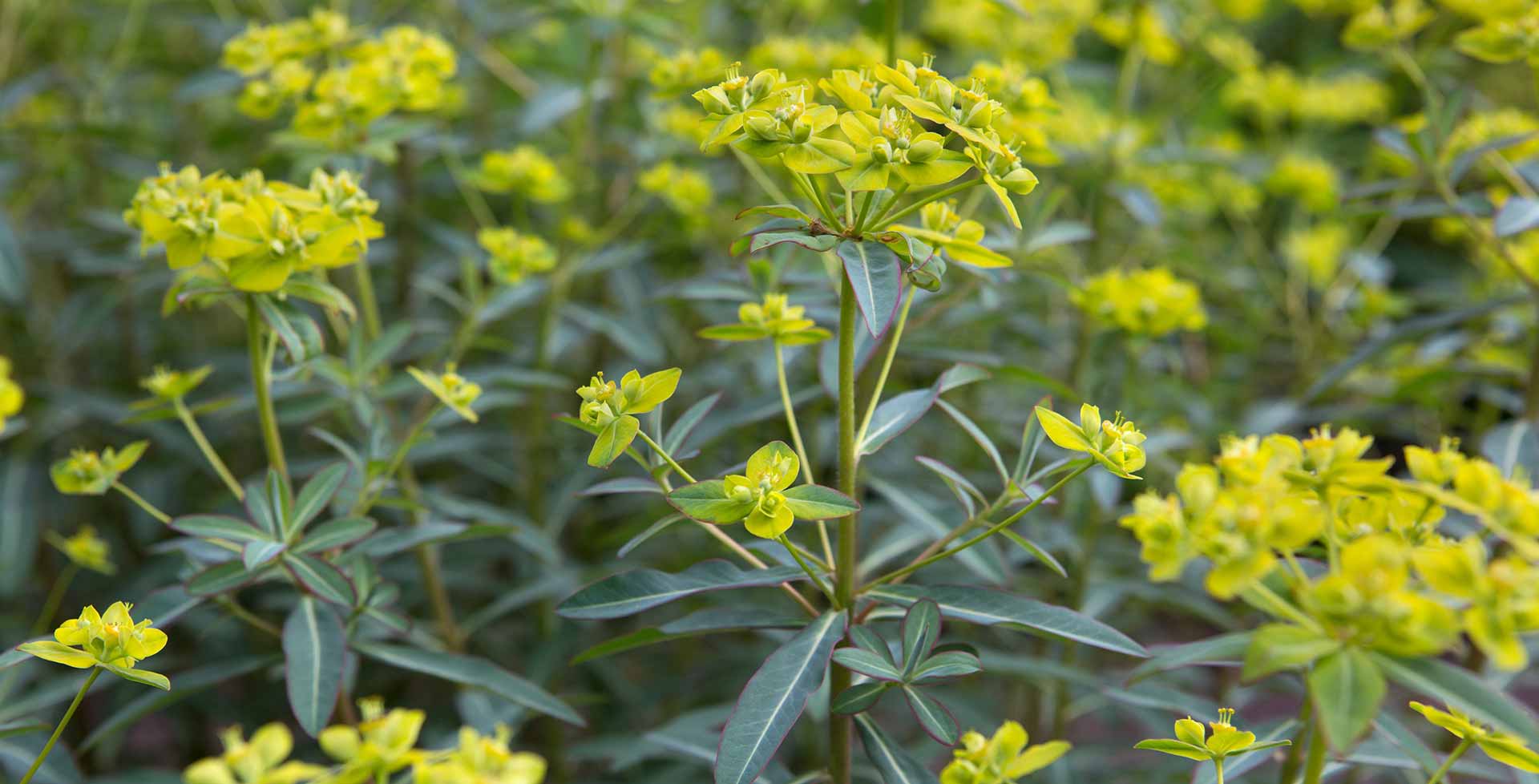 Euphorbia plants