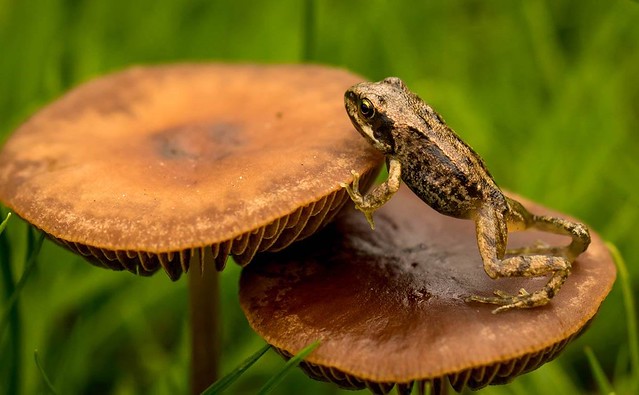 Frog on mushroom